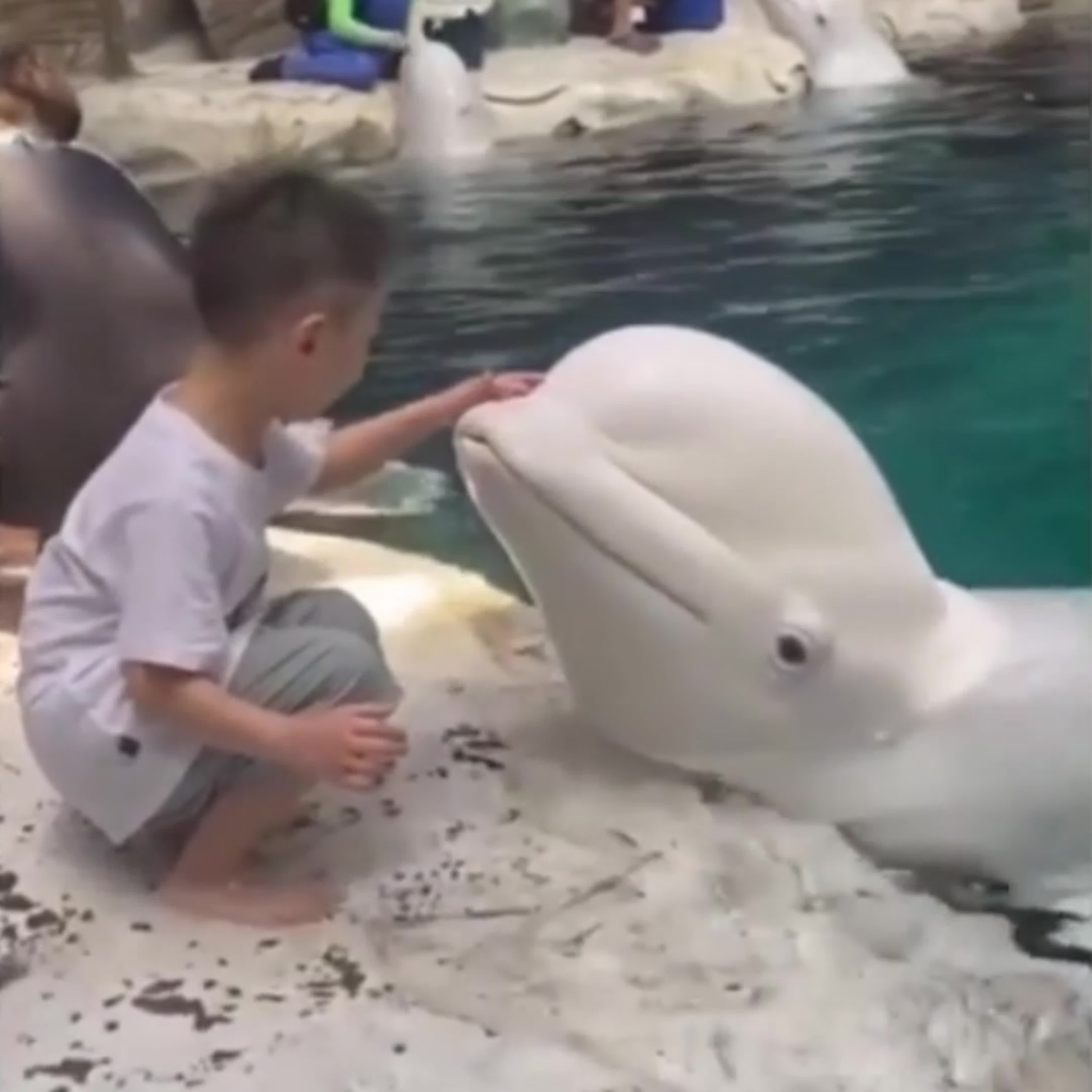 КАРАПУЗИНКИ !