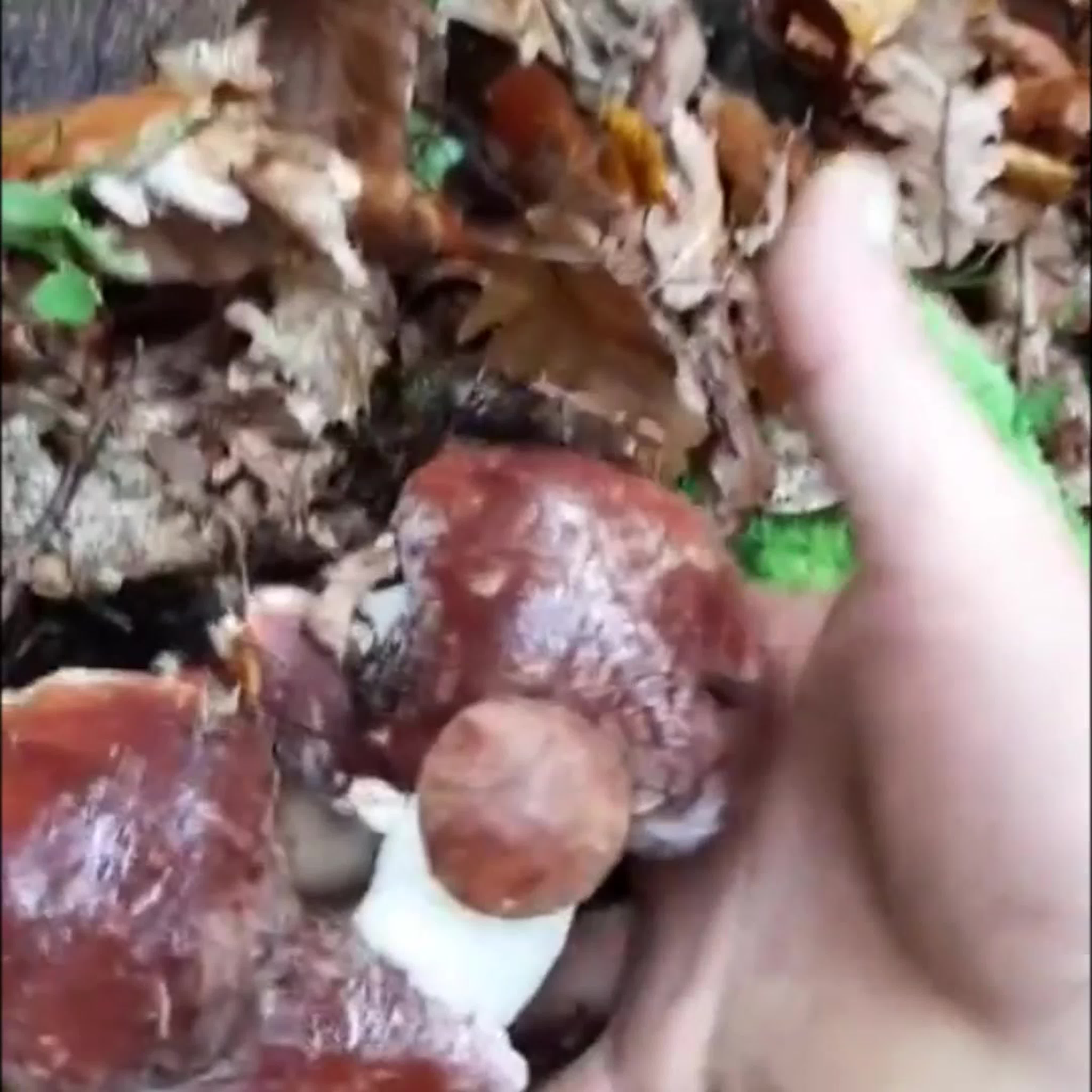 ГРИБЫ МОИ ЛЮБИМЫЕ !!!!!!!!!!!