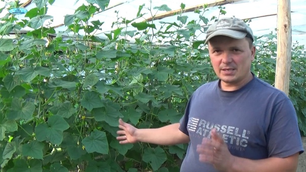 ВСЁ ПРО ОГУРЦЫ