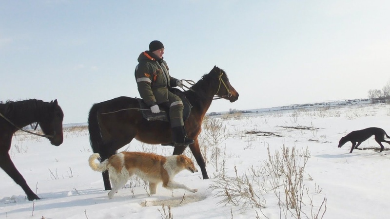 СОБАКА