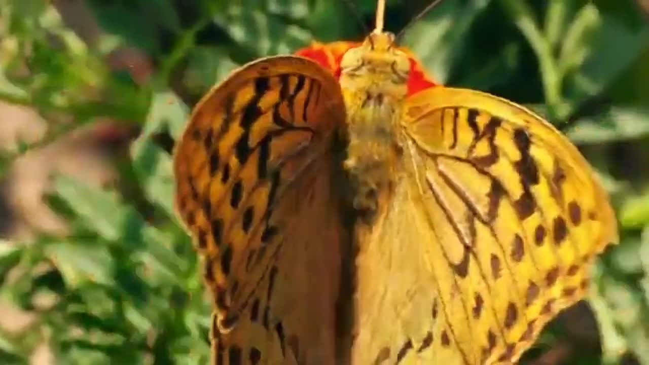 ~ КОНЦЕРТЫ ~