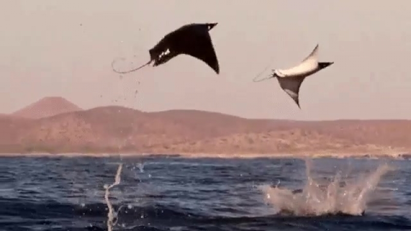 Водная жизнь