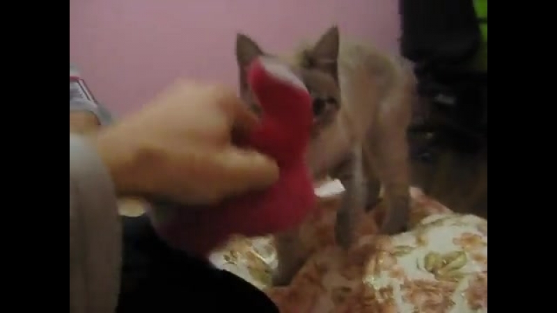 Ох уж этии котики :3