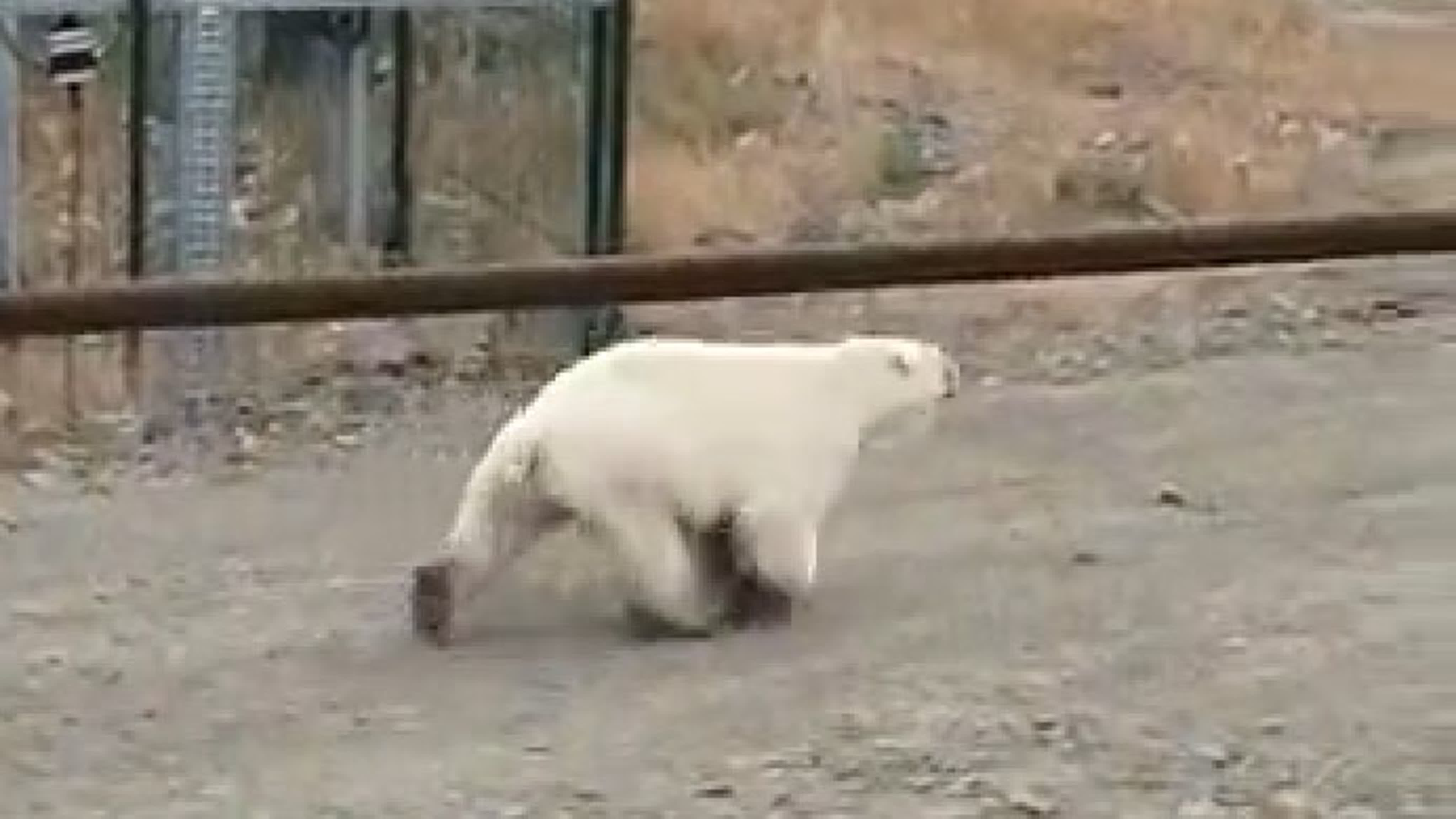 Ми-ми-мирный атом