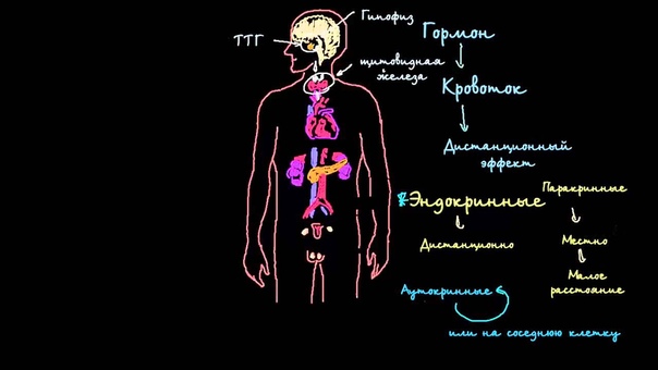 Эндокринология и сахарный диабет
