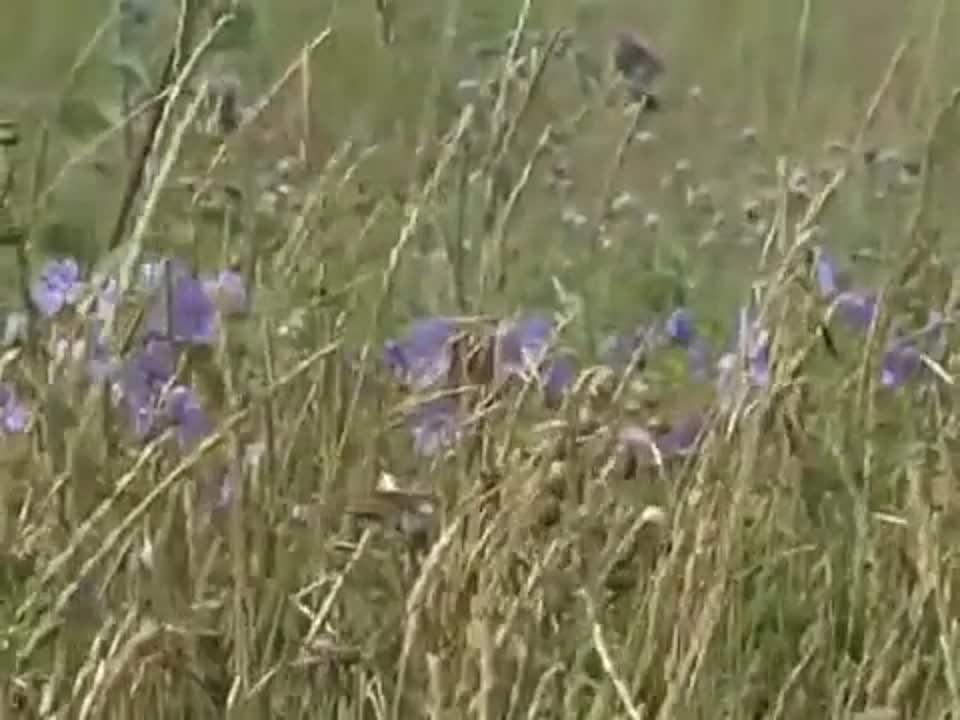 ТОП-25.Нина Бродская.