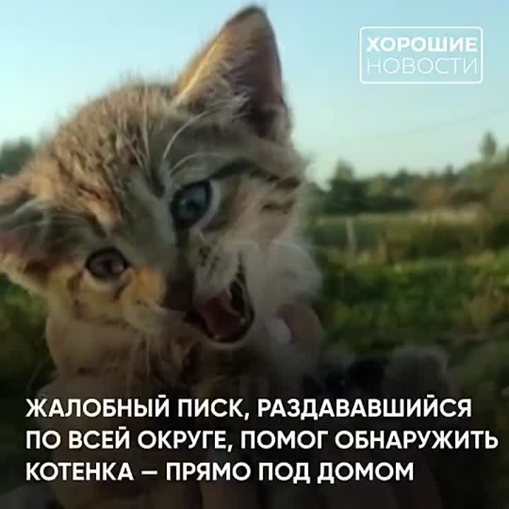 Кот и пес