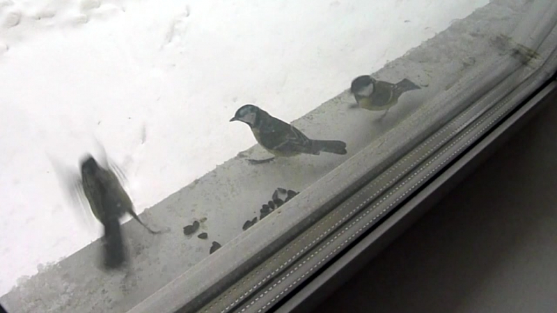 Ролики о животных