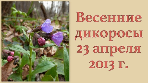 О растениях