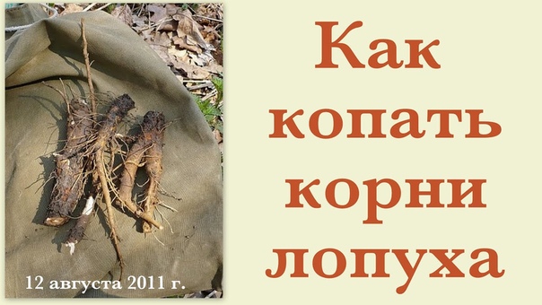 Школа Травоведа