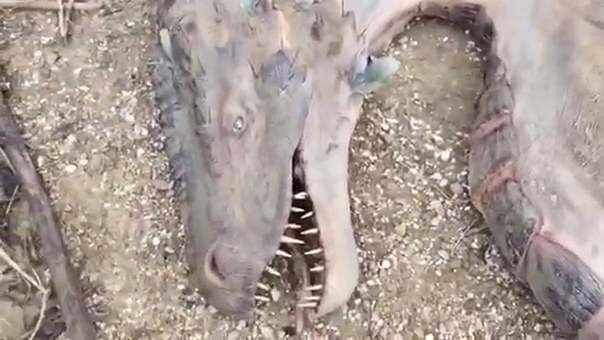 ПРОГУЛКИ С МОРСКИМИ ЧУДОВИЩАМИ_ПУТЕШЕСТВИЯ ВО ВРЕМЕНИ