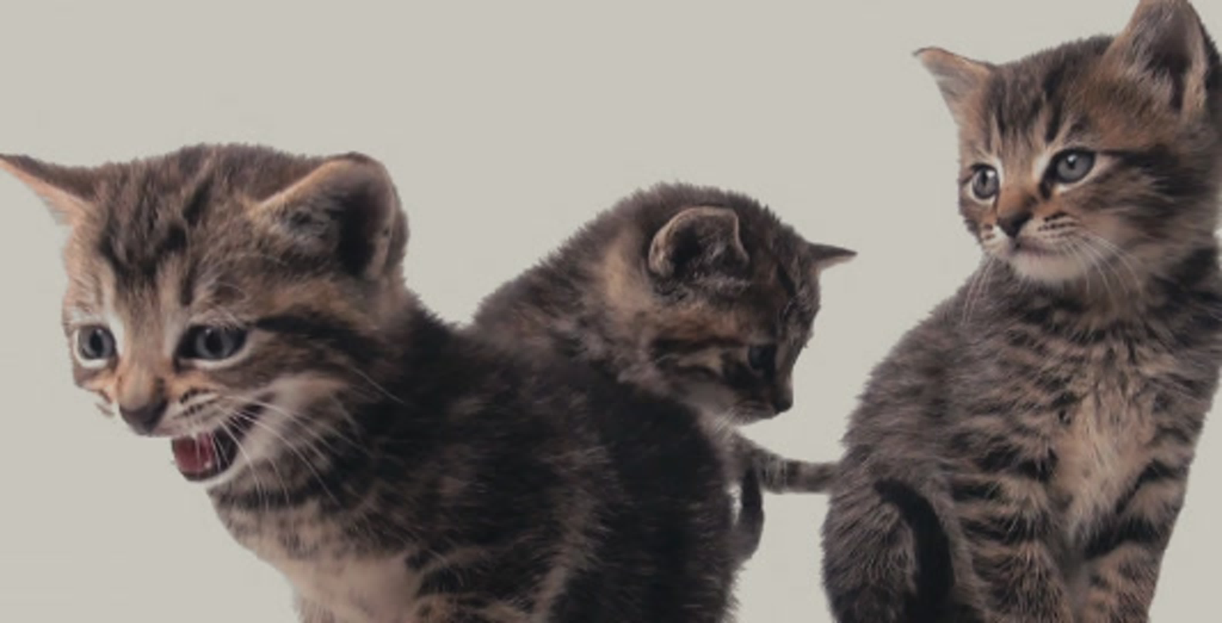 домашние питомцы