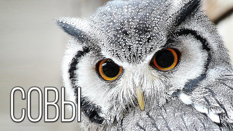 живая природа и ее обитатели