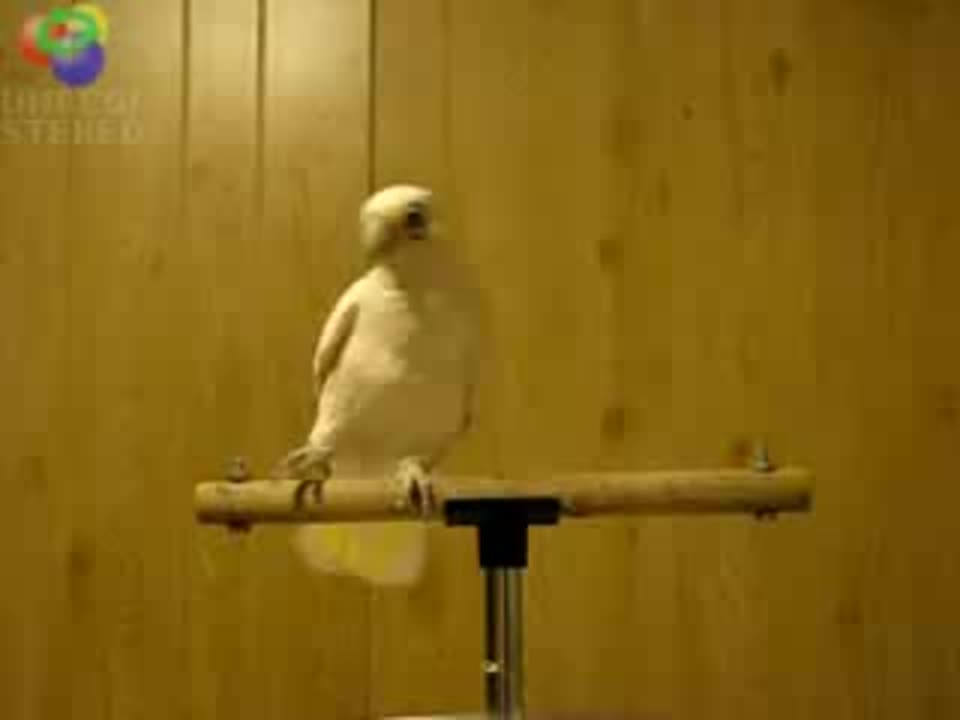 ** Попугай **