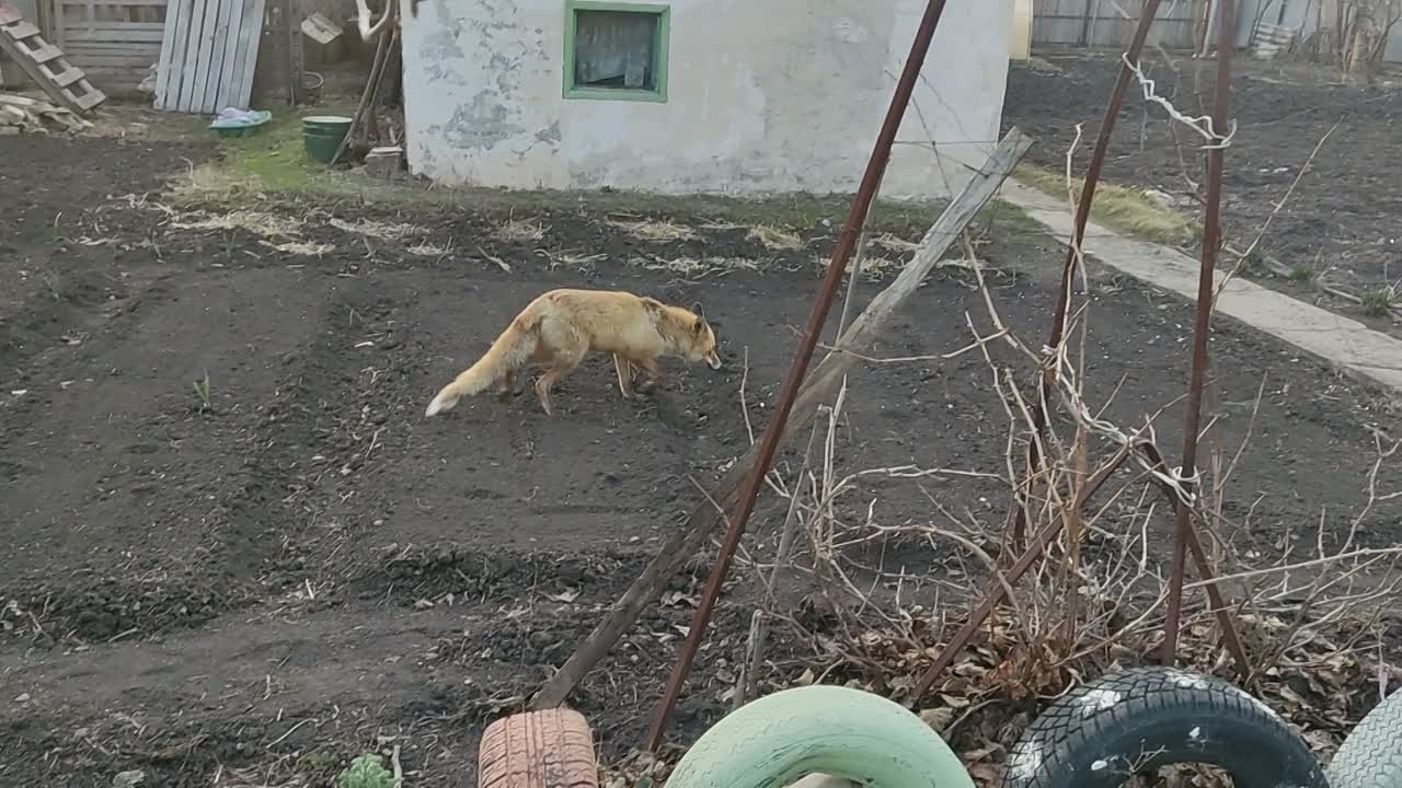 Свои видео
