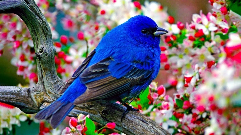 Музыка релакс. Бинауральные тэтаритмы.