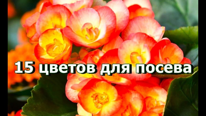 Сад, уход за растениями...