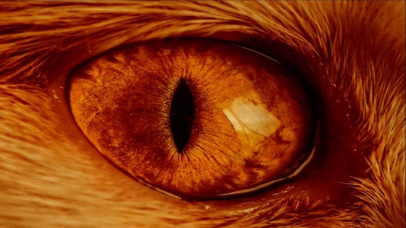 Наутилус Помпилиус