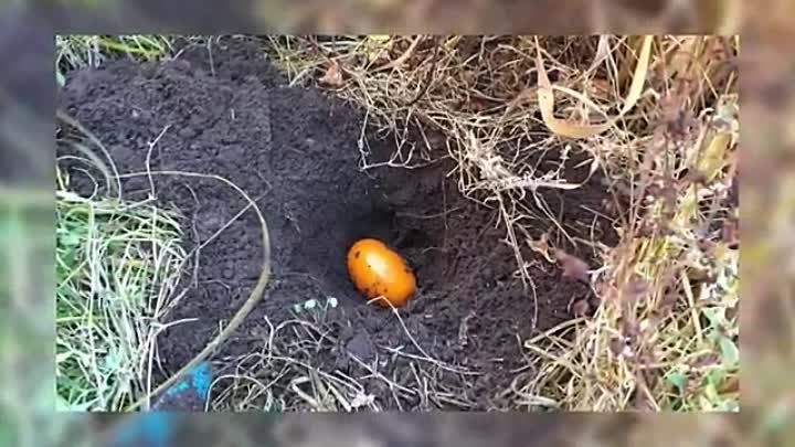 Сад, огород