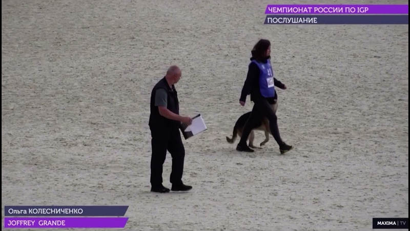 Чемпионат Росии IGP-2021 Немецкие овчарки