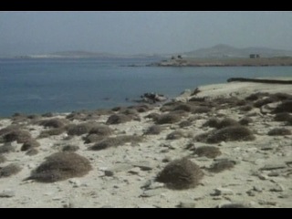 греческая смоковница 1976