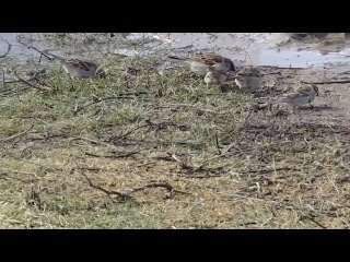 УльтраМаринЪ