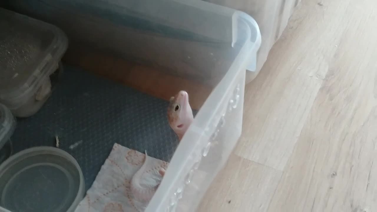 Эублефар Диас -наш любимец.