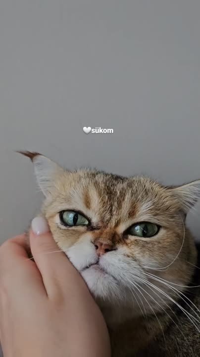 › Социальные сети