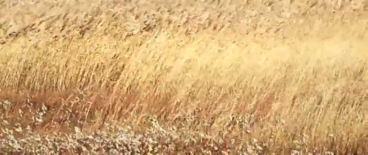 • Фильмы с Рэймонд Лам