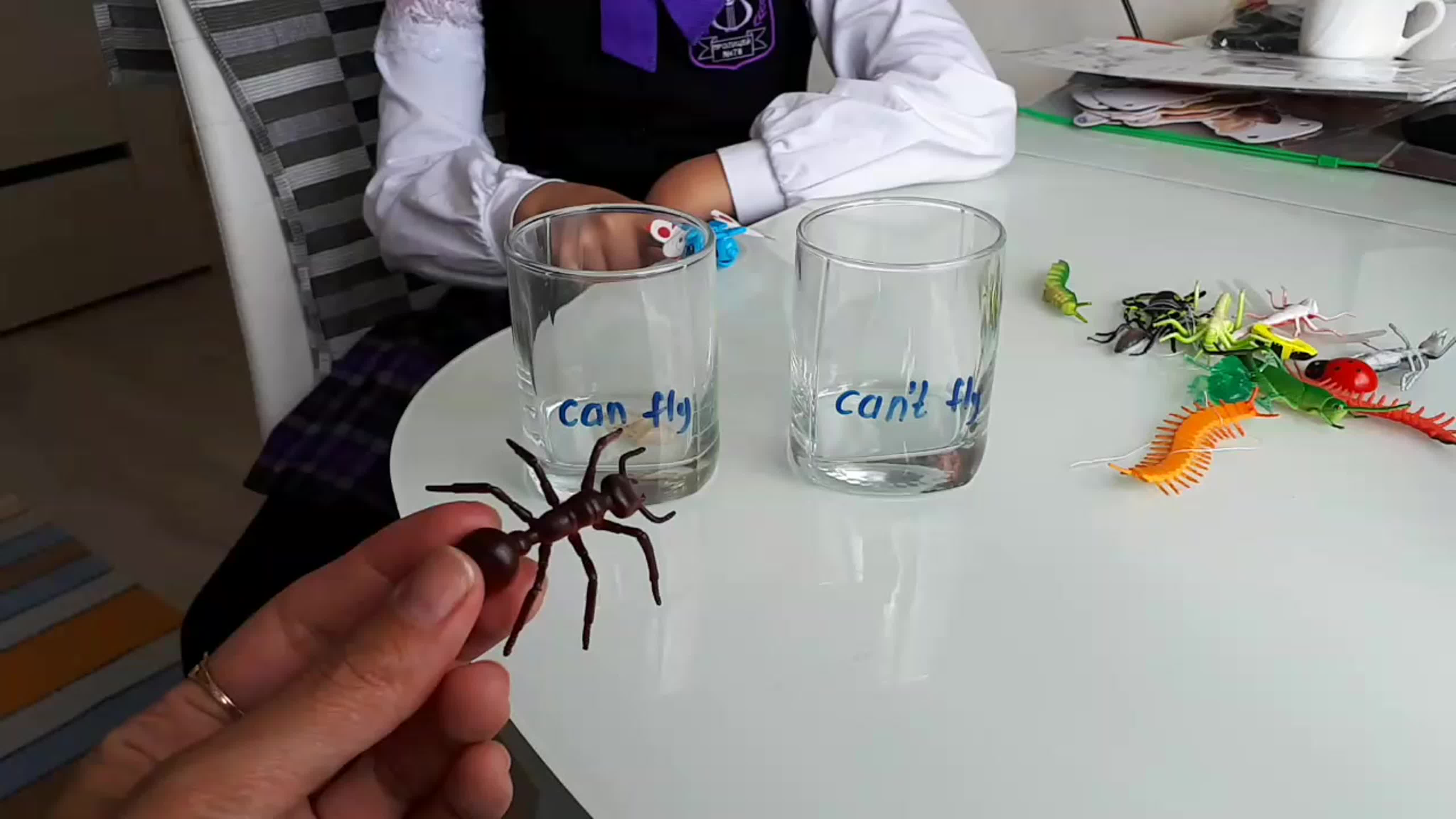 INSECTS/FLOWERS/COLORS