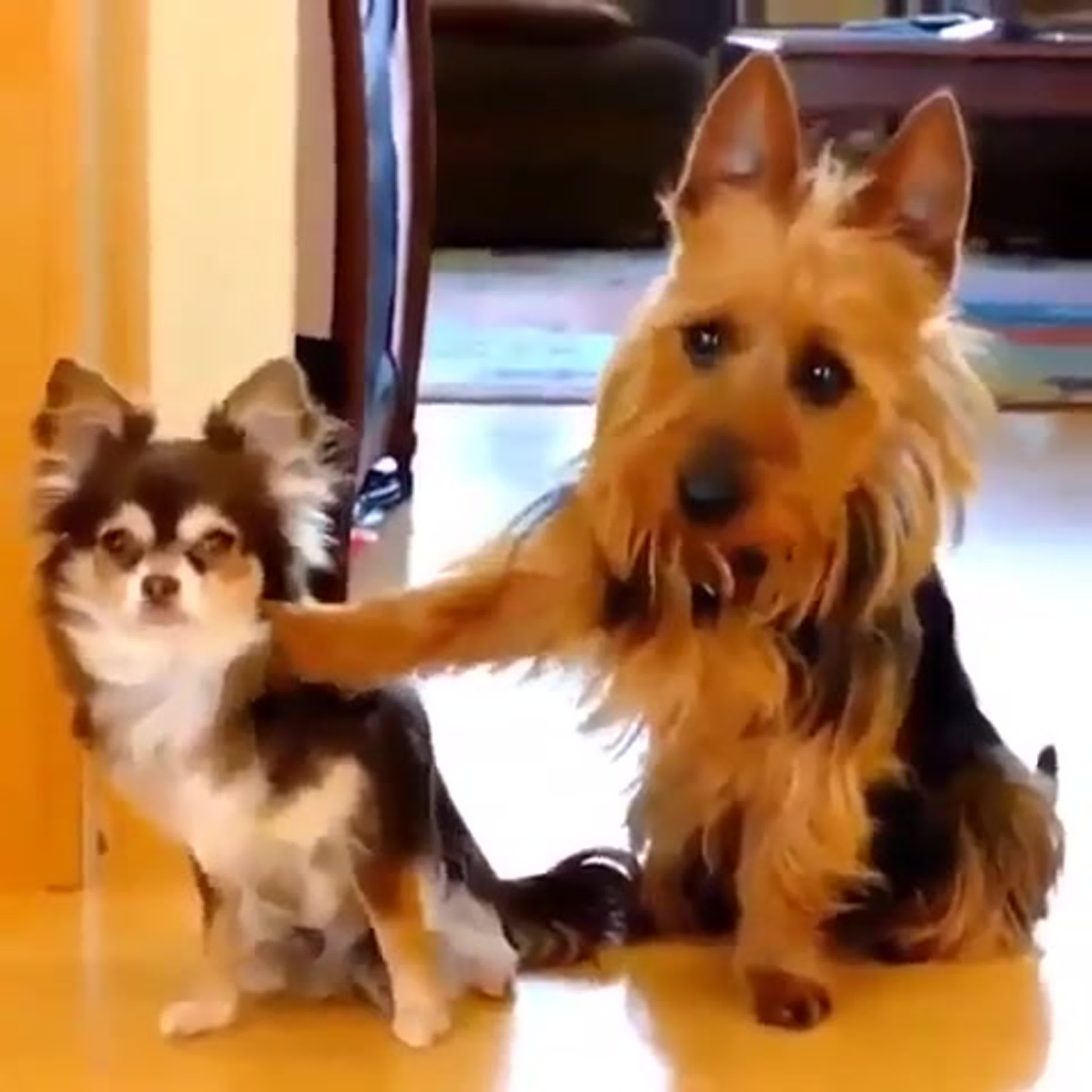 ღ Эти Забавные Животные ღ