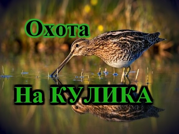 Охота на Полевую, Боровую, Степную, Болотно-Луговую дичь