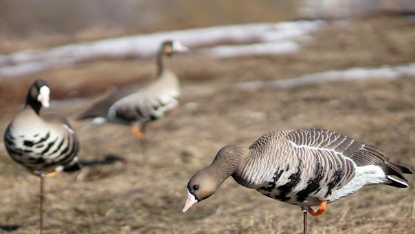 Охота на Гусей