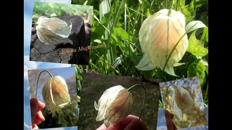 Физалис из фоамирана