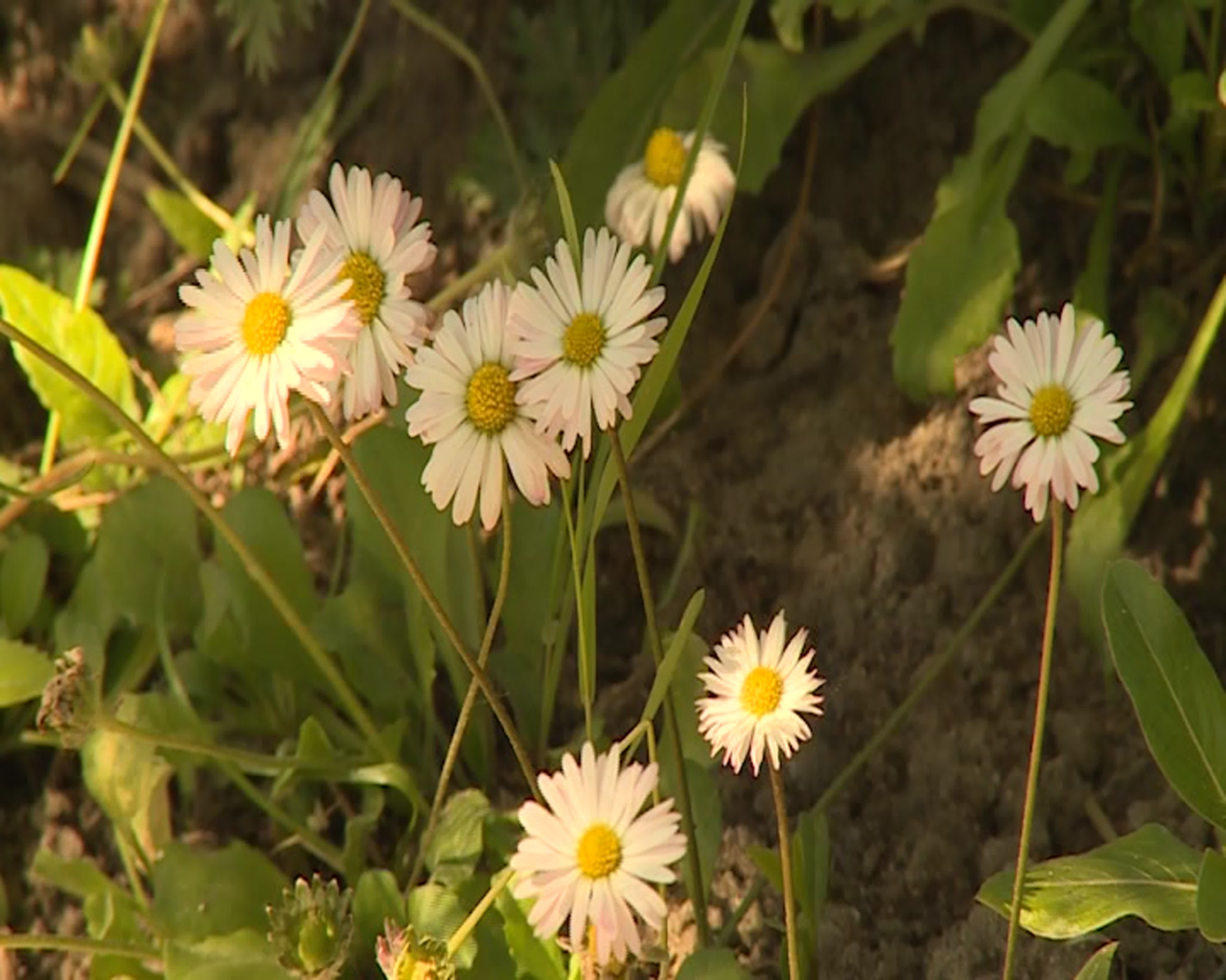 Анонсы Новостей