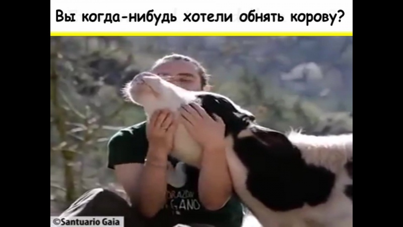 БРАТЬЯ НАШИ МЕНЬШИЕ