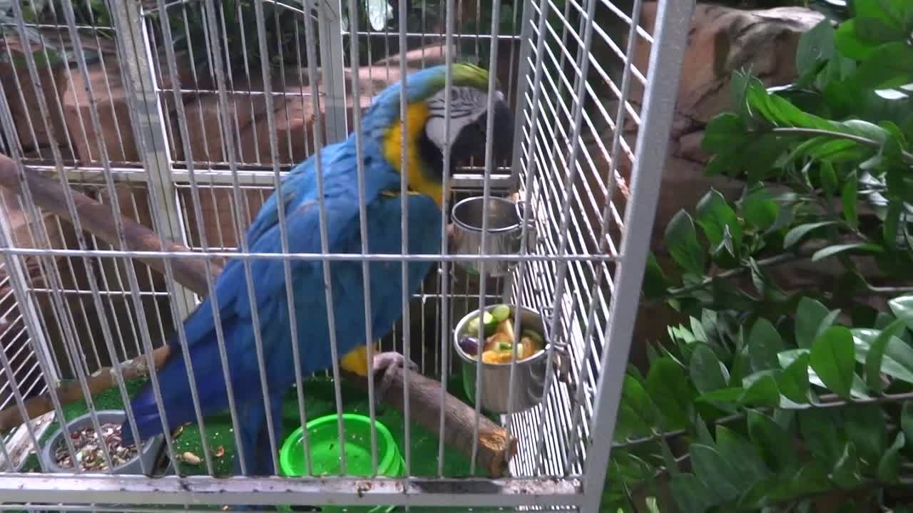 Вегас
