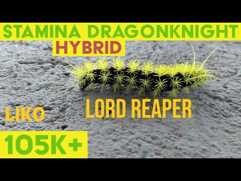 PVE сборки (патч Blackwood)