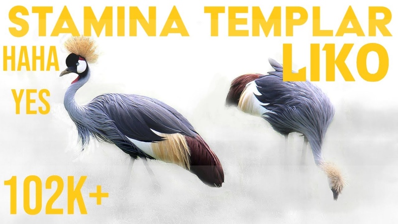 PVE сборки (патч Flames of Ambition)