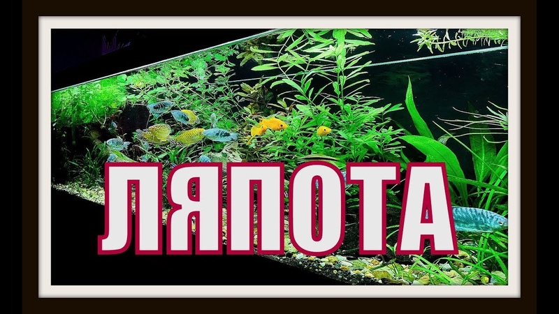 Мой аквариум