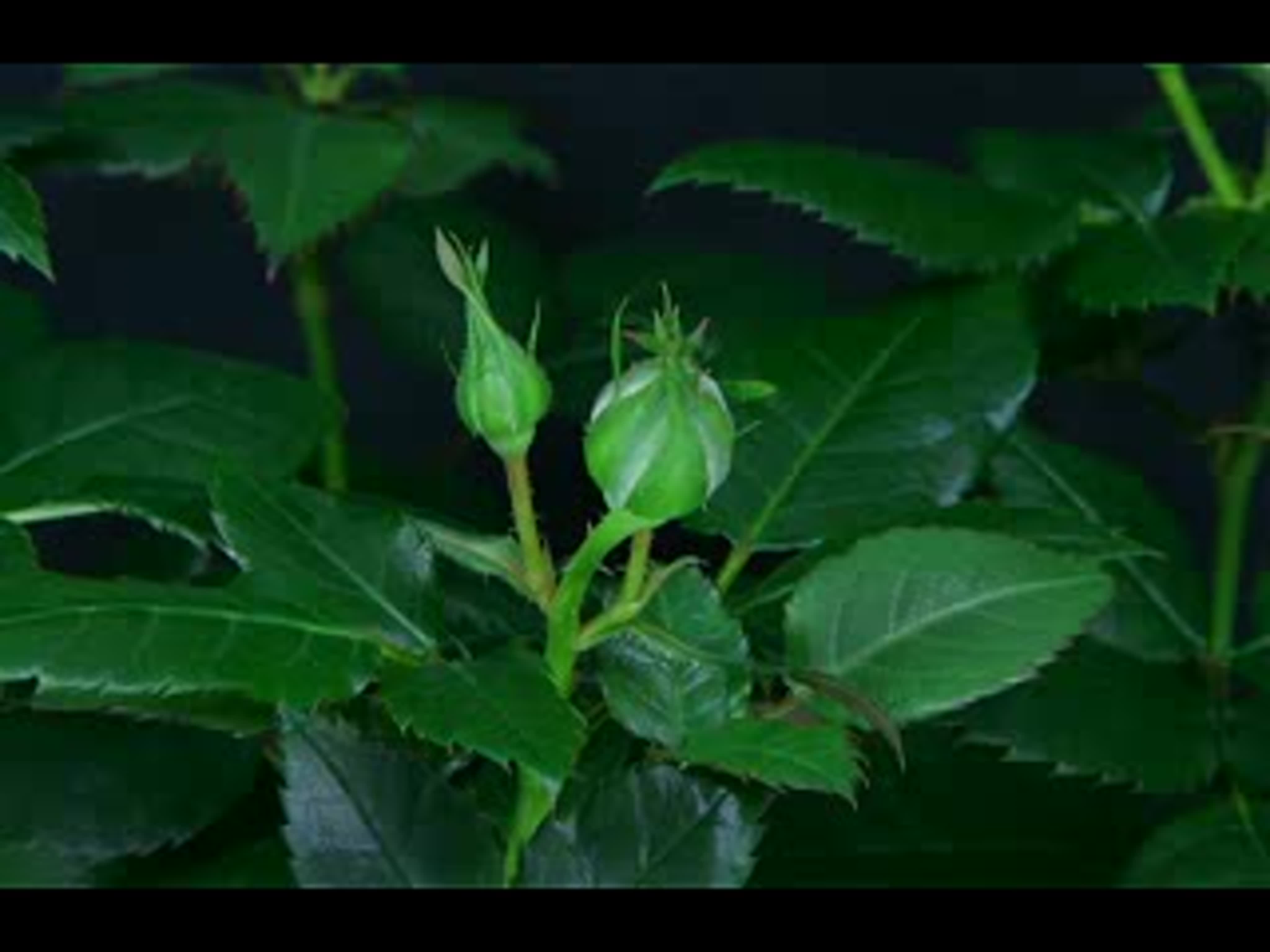 Поздравление