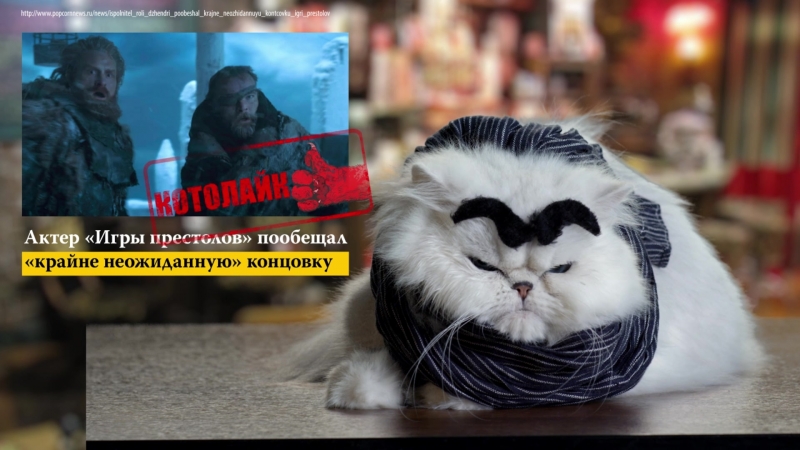 Котокритика