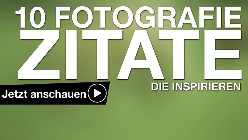 конец со львом и розовая too busy