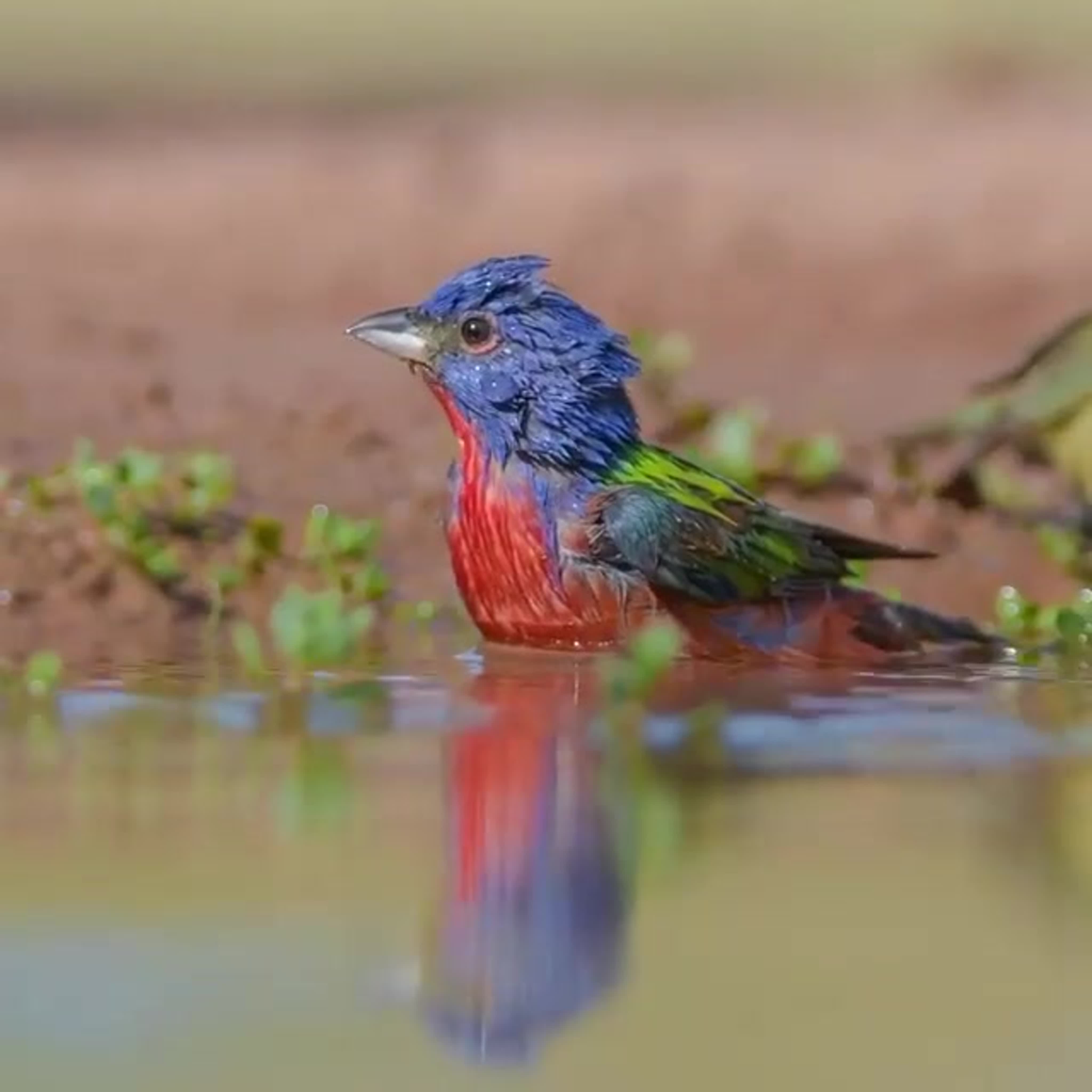 Животные, птицы