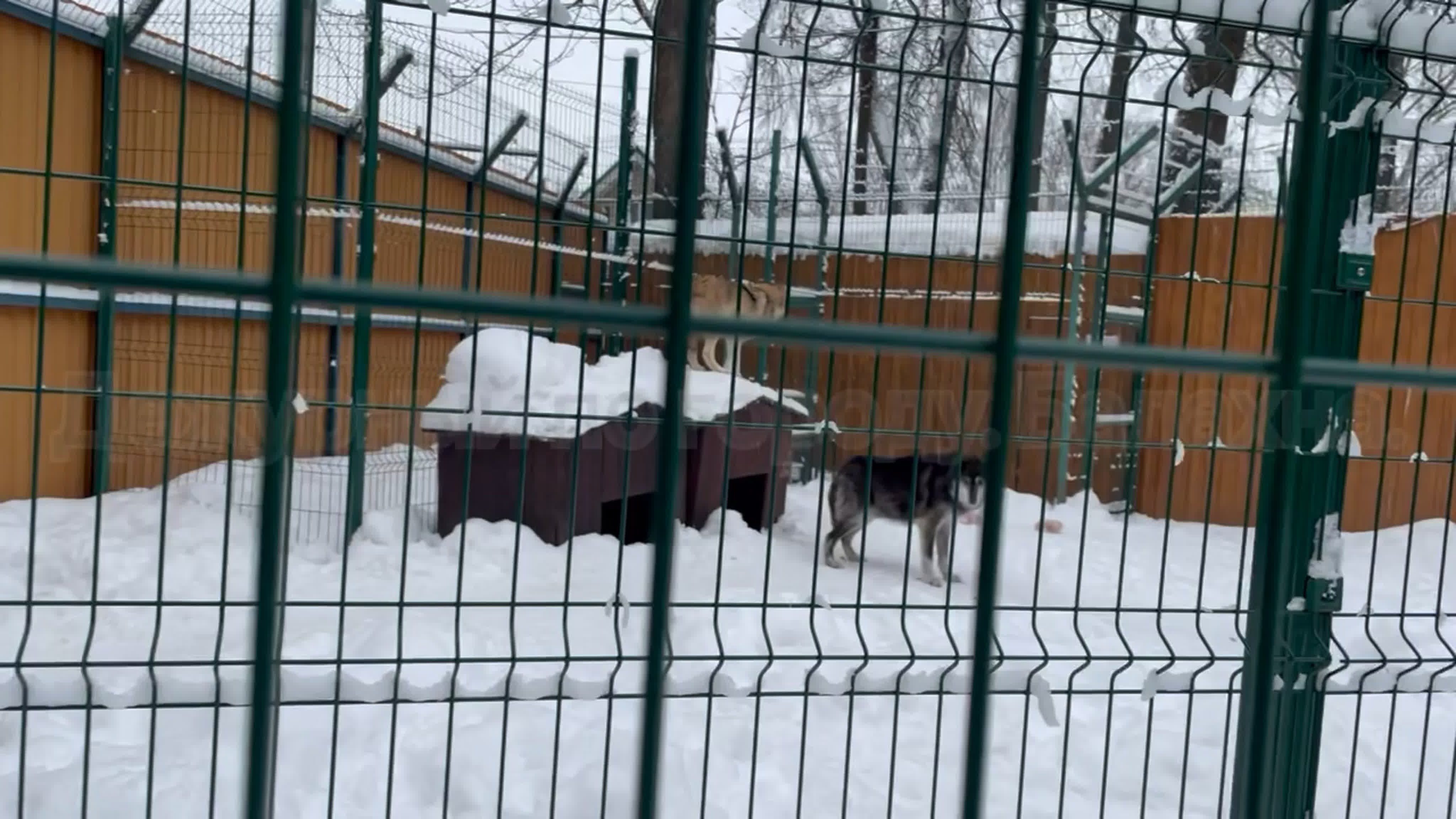 Маленькая страна. Зоопарк. Балахна.