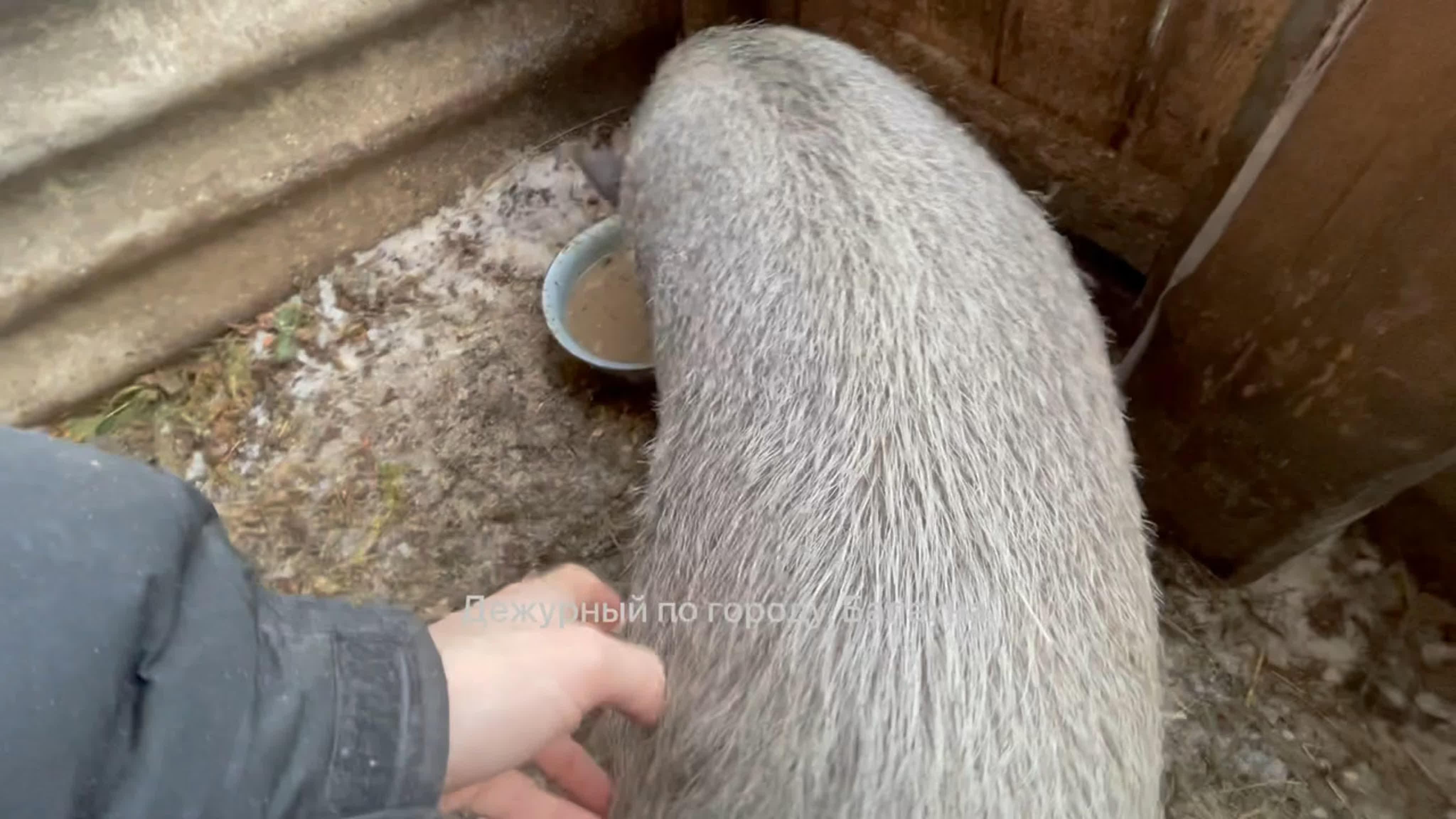 Кабан Боря. 2022