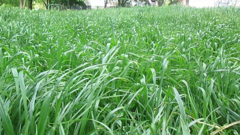 16 MAY (COMPACT CAMERA)