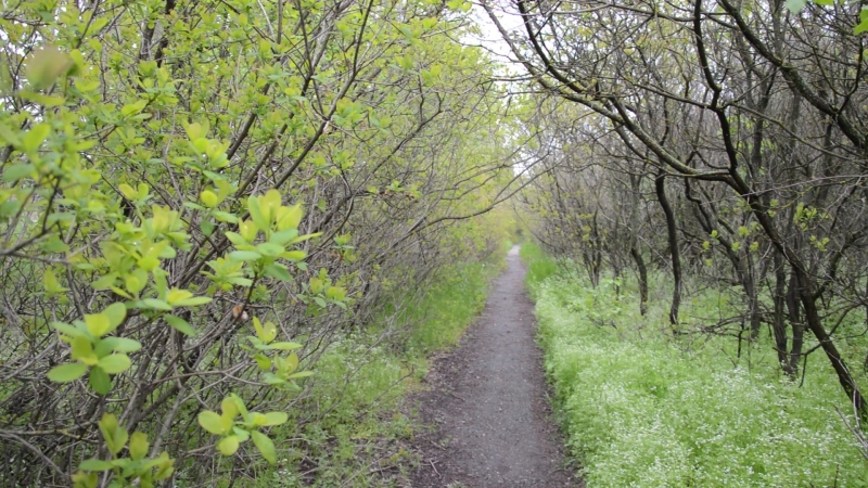 Лески. 07.05.2015