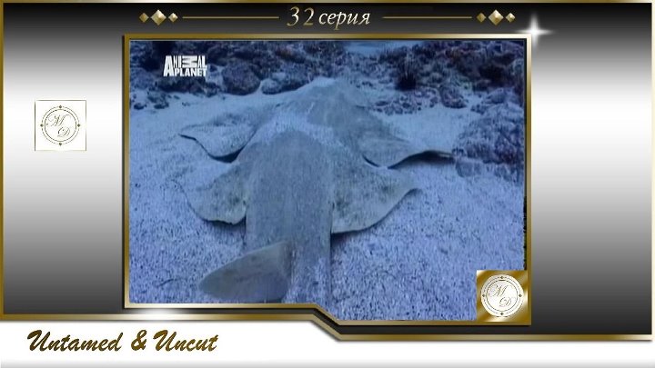 Дикие и опасные / Untamed & Uncut (Animal Planet)
