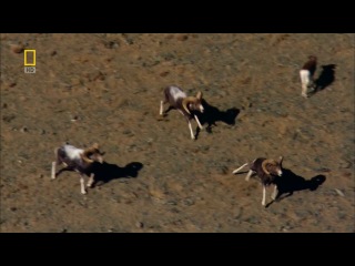 BBC. National Geographic. Дикая природа России.